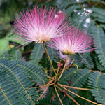 Albízia hodvábna, J. Veselý