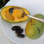 Asimina ovocná Prima®