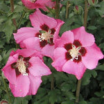 Ibištek sýrsky Pink Giant