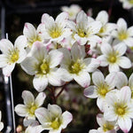 Saxifraga x arendsii ´Highlander White´ biele jedlé kvety Lomikameň
TKBSAXHIGWHIK