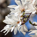 Magnólia japonská kvet detail