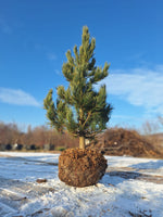 borovica limbová
IBORLIMB Pinus cembra