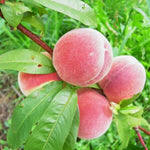 broskyna prunus persica Amsdenova plody na strome