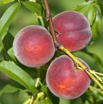 prunus persica broskyňa Kernechter vinohradnícka broskyňa plody