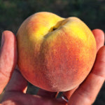 broskyňa prunus persica Flamingo plod