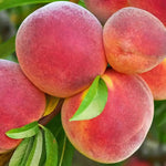 Broskyňa Jayhaven plody detail