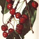 čerešňa Lyonská skorá plody