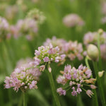 Allium senescens cesnak sivkastý jedlé kvety
TKBALLSENK