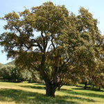 dub korkový strom Quercus Suber