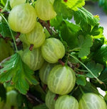 Egreš Hinnonmäki žltý