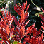 Fotínia fraserova (Červienka) Red Robin