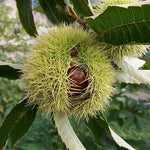 gaštan jedlý castanea sativa marigoule