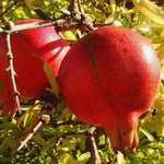 Granátovník púnsky Acco