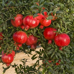 Granátovník púnsky Parfianka