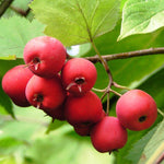 hloh javorolistý plody