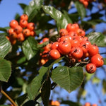 Hloh Lavallov detail plody