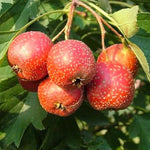 hloh veľkoplody červené plody