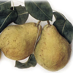 Hruška Blumenbachova