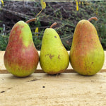 hruška Giffardova plody