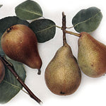 Hruška Kozačka štuttgartská