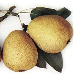 hruška Merodova plody