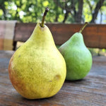 hruška Solanka plody