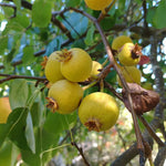 Hruška planá detail plody