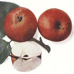 jablon Železné plody