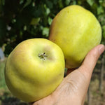 jabloň Zvonkové plody