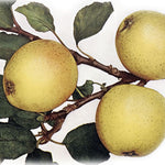 Jabloň Ananásová reneta