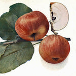 Jabloň Astrachán červený plody