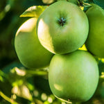 Jabloň Granny Smith plody detail
