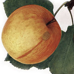 Jabloň Harbertova reneta