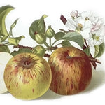 Jabloň Košíkové plody