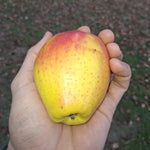 Jabloň Krasokvet žltý