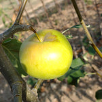 Jabloň Landsberská reneta