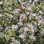 Jabloň lesná detail strom kvety