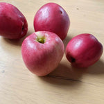 Jabloň Panenské české