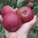 jabloň Vejlímek červený plody