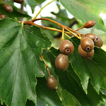 jarabina brekyna plody sorbus torminalis