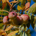 jarabina oskorušová červené jabĺčko plody