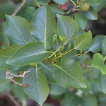 Jelša srdcovitá detail listy strom