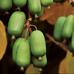 Kiwi Jumbo plody detail