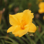 Hemerocallis ´Stella de Oro´ ľaliiovka jedlé kvety žlté
OTLALSTEORK