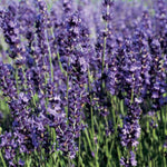 Levanduľa prostredná Provence
Lavandula x intermedia ´Provence´ fialové kvety TBLEVPROPROK