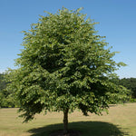 lipa malolistá strom tilia cordata