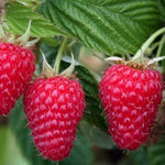 malina autumn bliss plody detail
OKMAUTBLIK