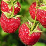 Malina Willamette plody detail
OKMWILK