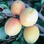 Marhuľa Barbora plody detail