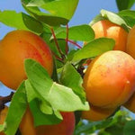 Marhuľa Kostinskij plody detail